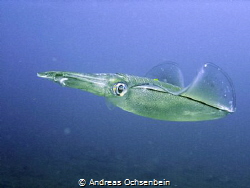 Calmar, Lembeh strait by Andreas Ochsenbein 